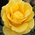 Rumena - Vrtnice Floribunda - Goldbeet